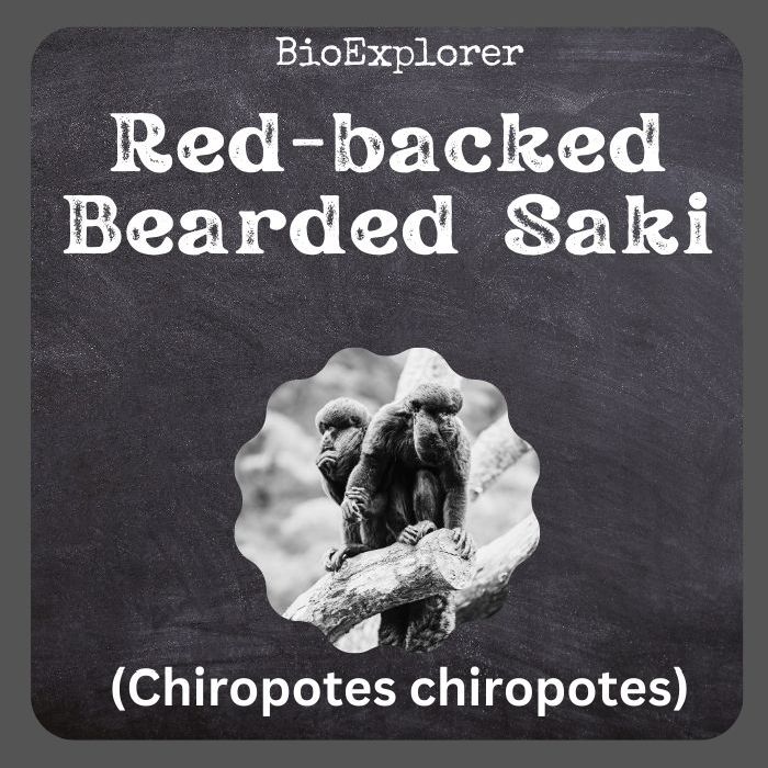 Bearded Saki
