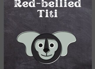 Red-bellied Titi