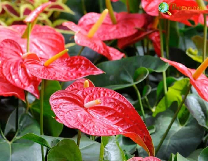 Red Flamingo Flowers Red Flamingo Flowers