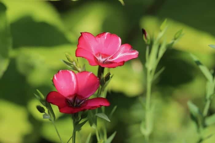 Red Flax Flower Red Flax Flower