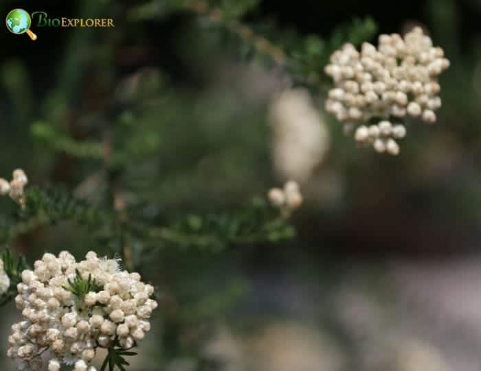 Rice flower