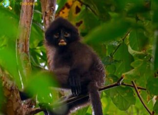 Robinson’s Banded Langur