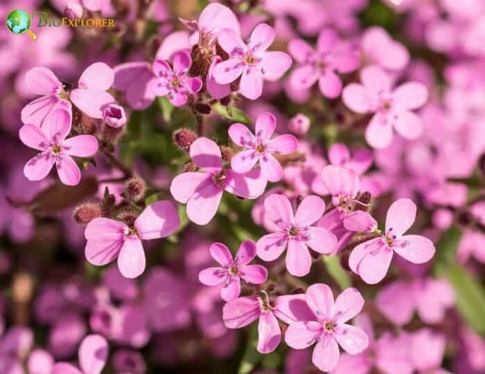 Rock Soapwort