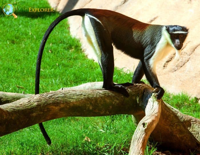 Roloway Monkey