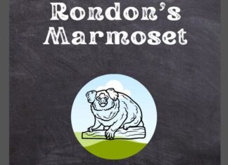 Rondon's Marmoset