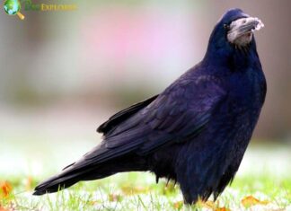 Rook