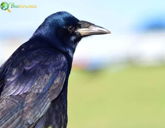 Rook Rook