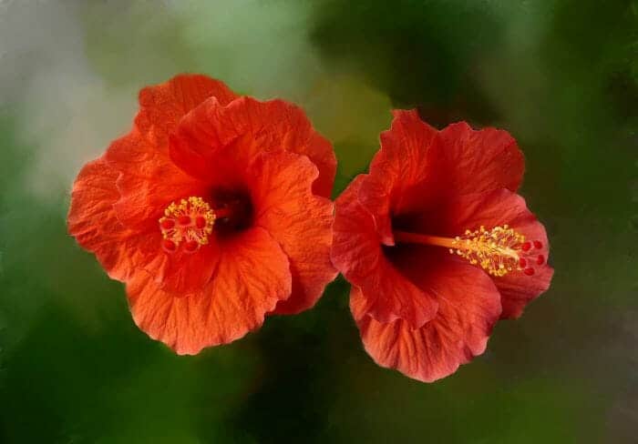 Rose Mallow Rose Mallow