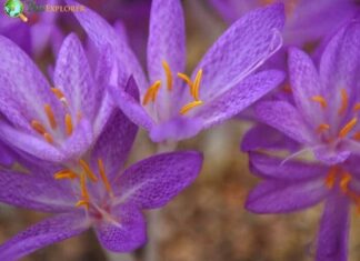 Saffron
