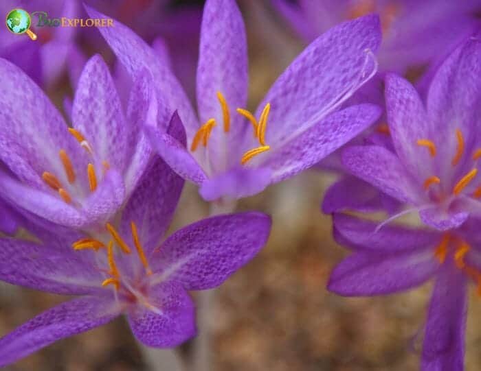 Saffron