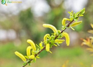 Salix