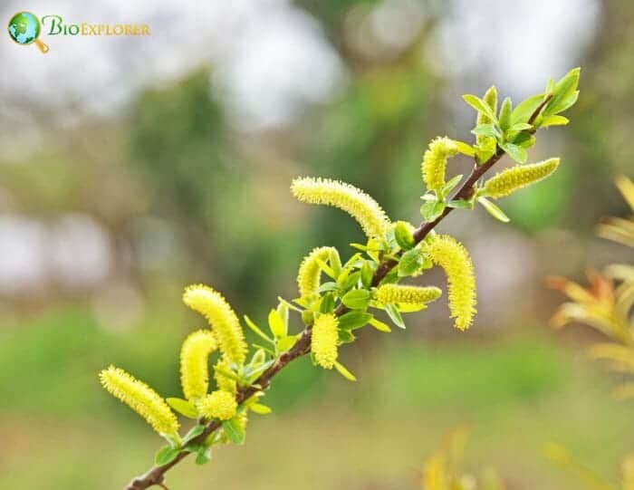 Salix