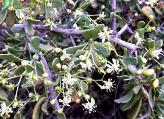 Salt Tree