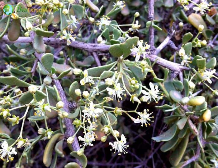 Salt Tree