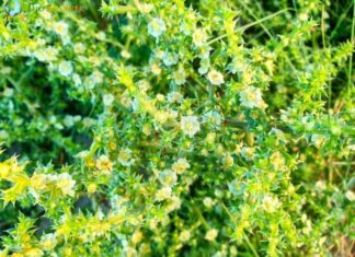 Saltwort