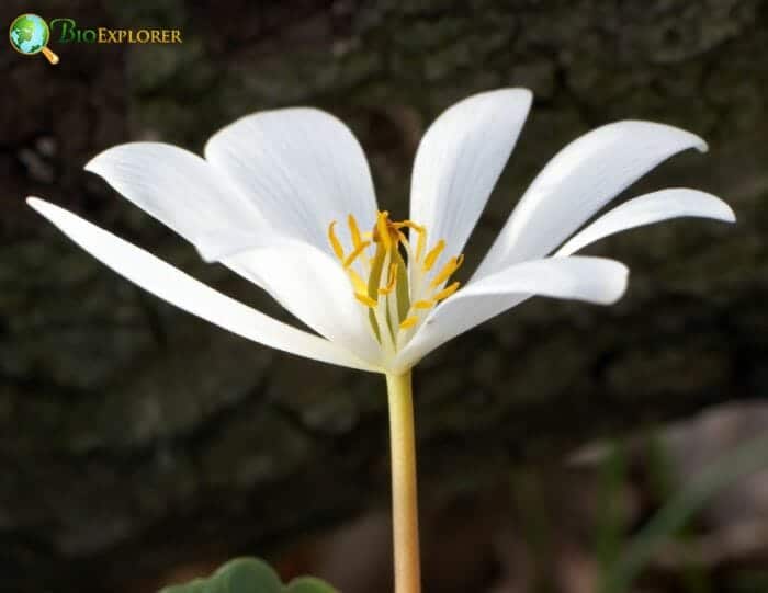 Sanguinaria Canadensis Sanguinaria Canadensis