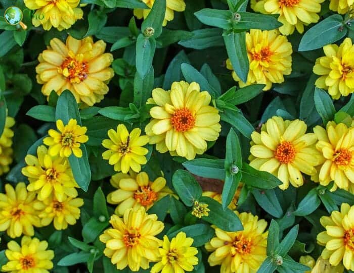 Sanvitalia