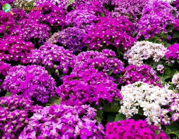 Senecio