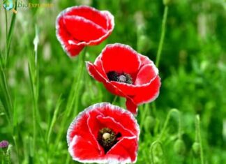 Shirley Poppy