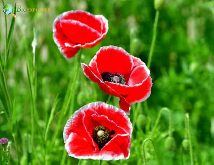 Shirley Poppy