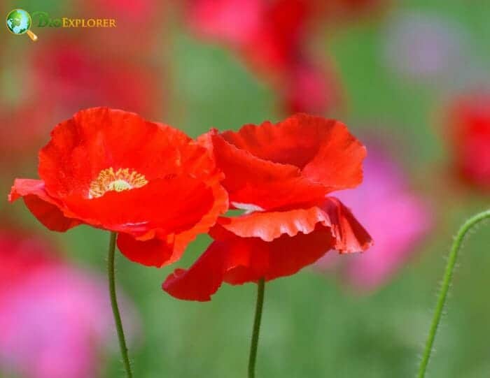 Shirley Poppy Flowers Shirley Poppy Flowers