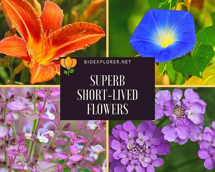Top Short-lived Flowers
