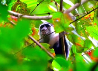 Siberut Langur