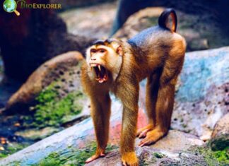 Siberut Macaque