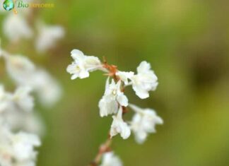 Silver Lace Vine
