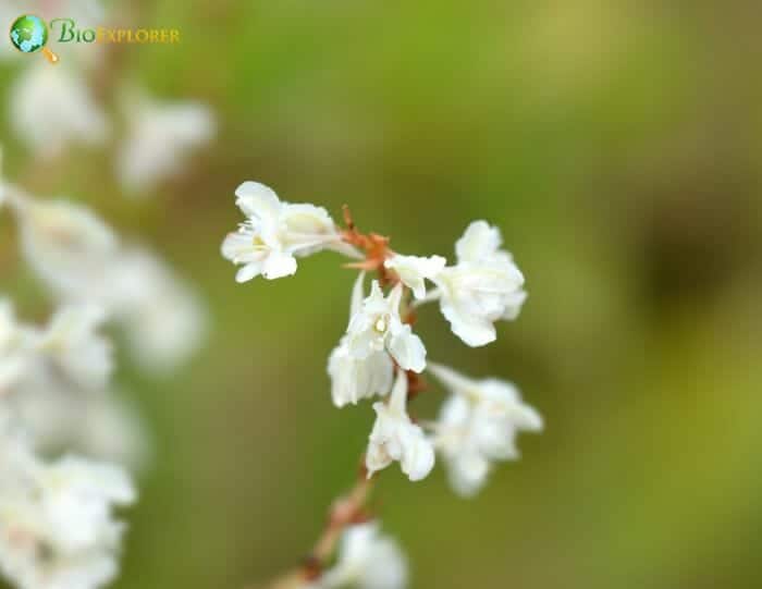 Silver Lace Vine