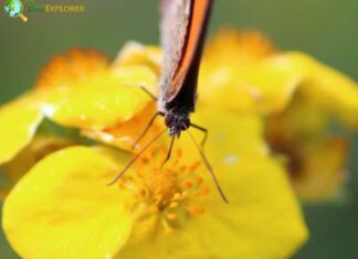Silverweed