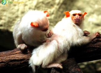 Silvery Marmoset