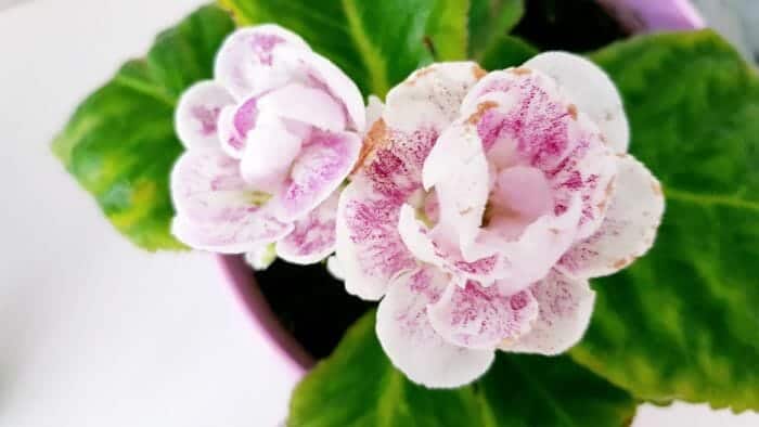 Sinningia Speciosa Sinningia Speciosa