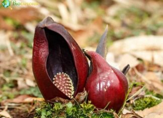 Skunk Cabbage