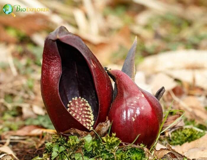 Skunk Cabbage
