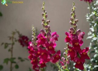 Snapdragon