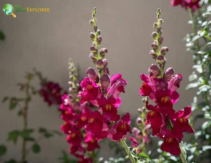 Snapdragon