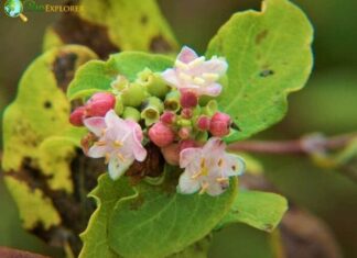 Snowberry