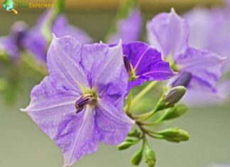 Solanum