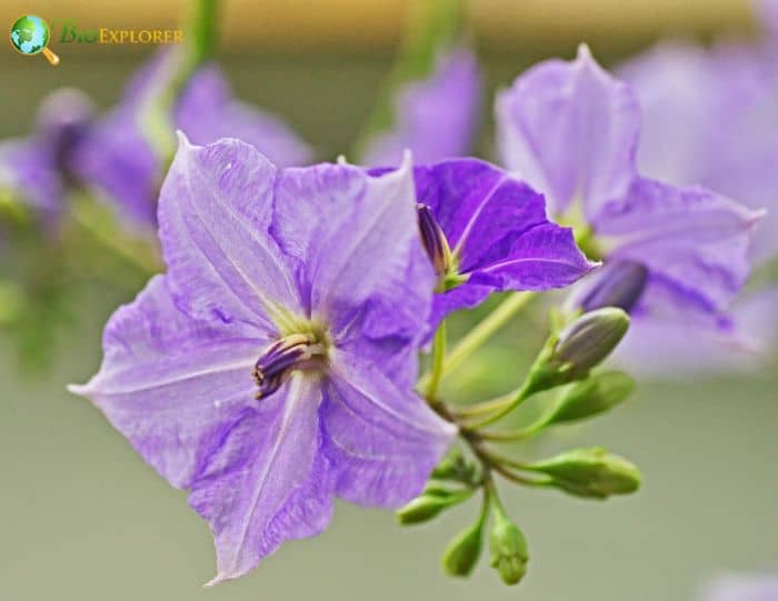 Solanum