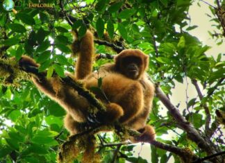 Southern Muriqui