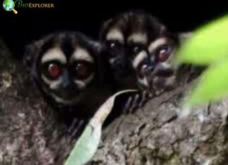 Spix's Night Monkey