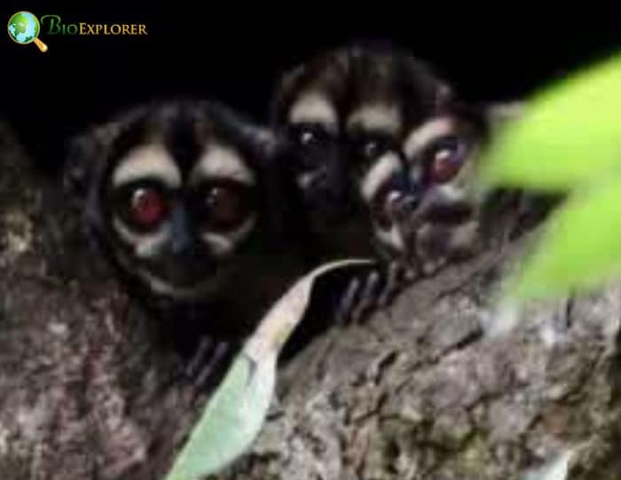 Spix's Night Monkey
