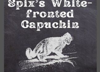 Spix's White-fronted Capuchin