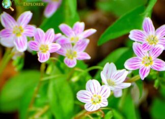 Spring Beauty