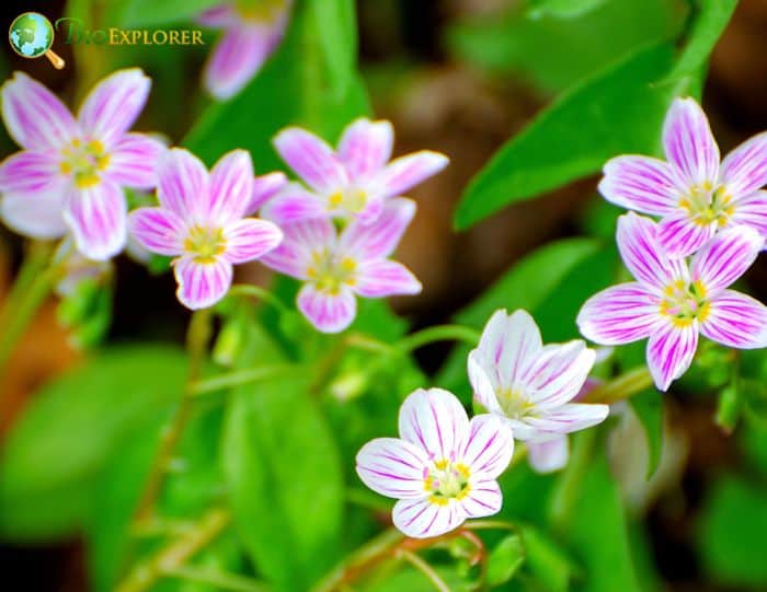 Spring Beauty