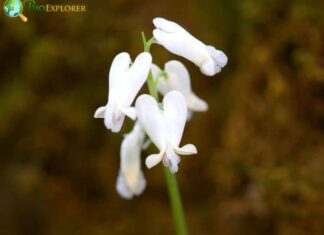 Squirrel Corn