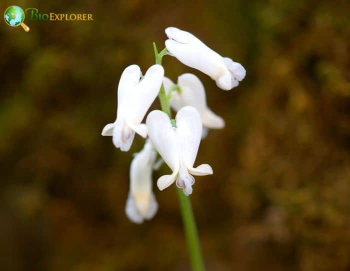 Squirrel Corn