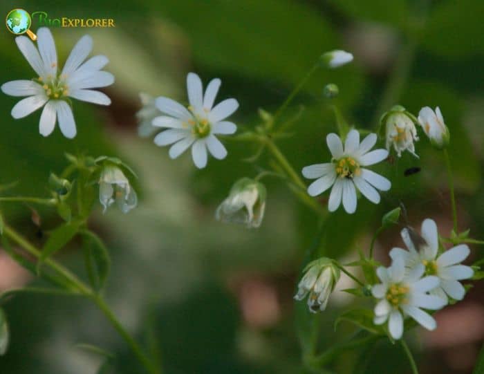 Starwort Flowers Starwort Flowers