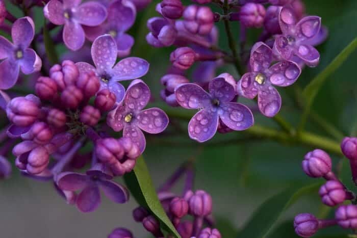 Syringa Vulgaris Syringa Vulgaris